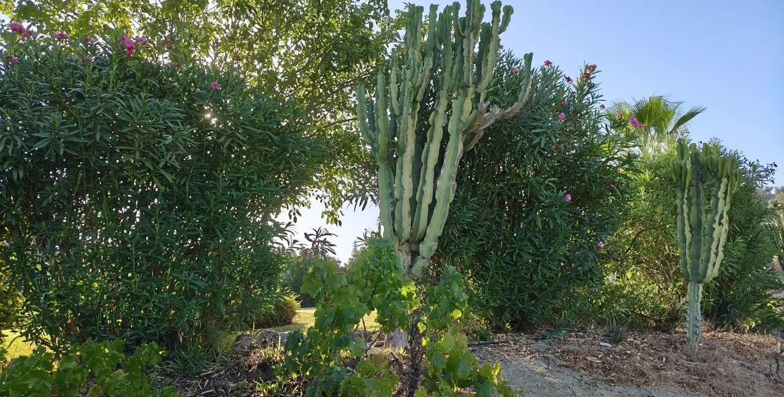 Sale of finca - cortijo in Alhaurín el Grande 47