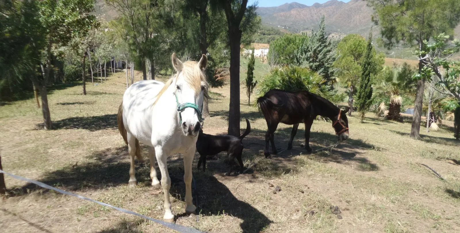 Sale of finca - cortijo in Entrerrios 37
