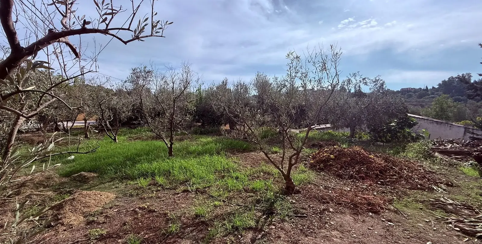 Venta de finca - cortijo en Santa Rosalía 53