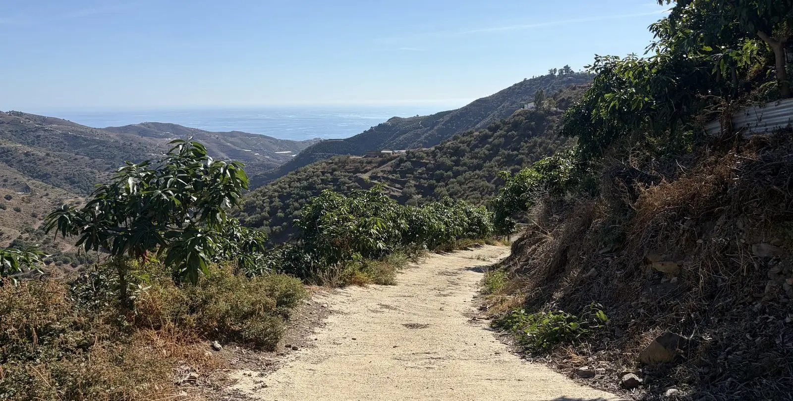 Venta de finca - cortijo en Sayalonga 37