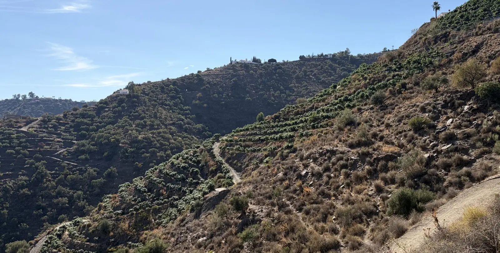 Venta de finca - cortijo en Sayalonga 38