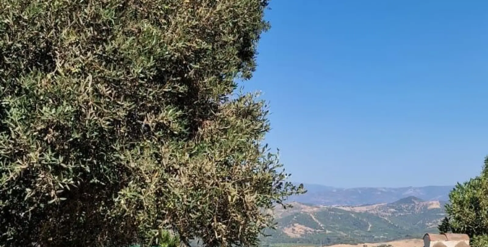 Venta de finca - cortijo en Casares 28
