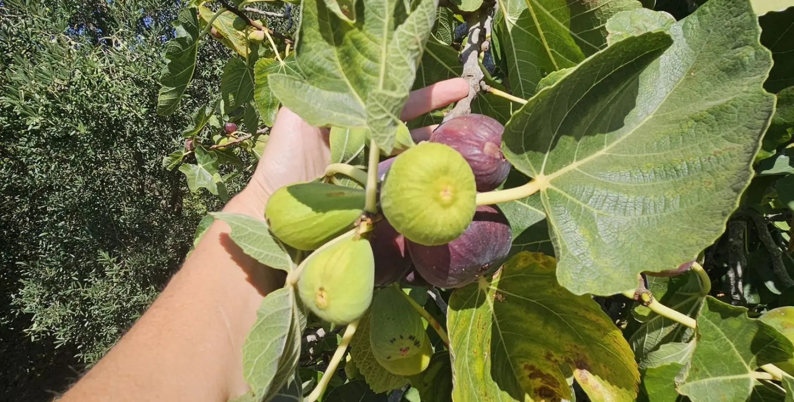 Venta de finca - cortijo en Casares 30