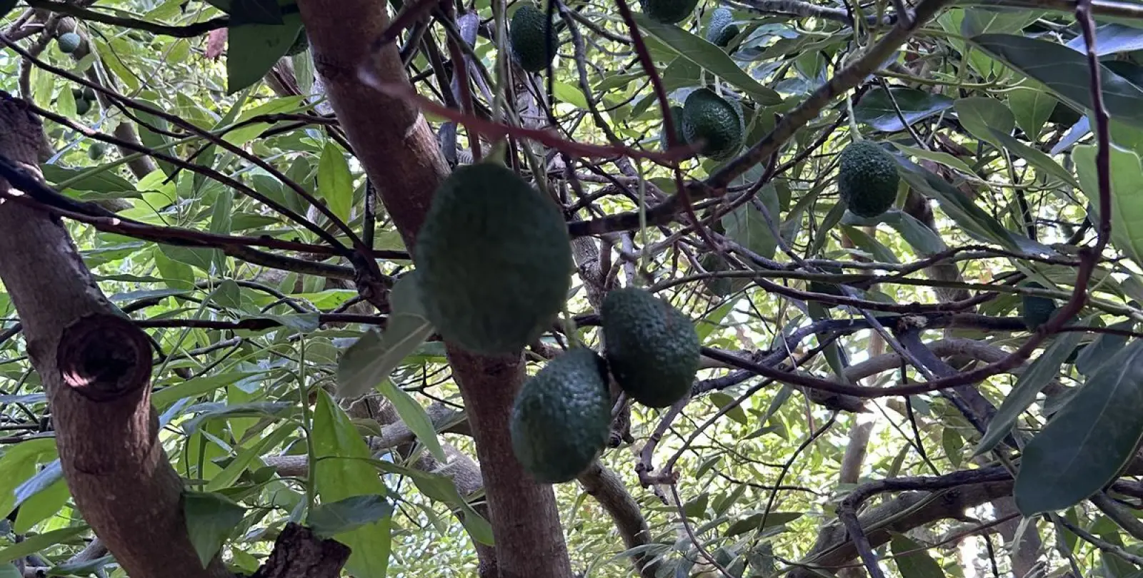 Venta de finca - cortijo en Casares 33